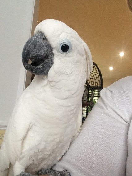 Cacatua gratis