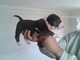 Cuccioli di bull terrier