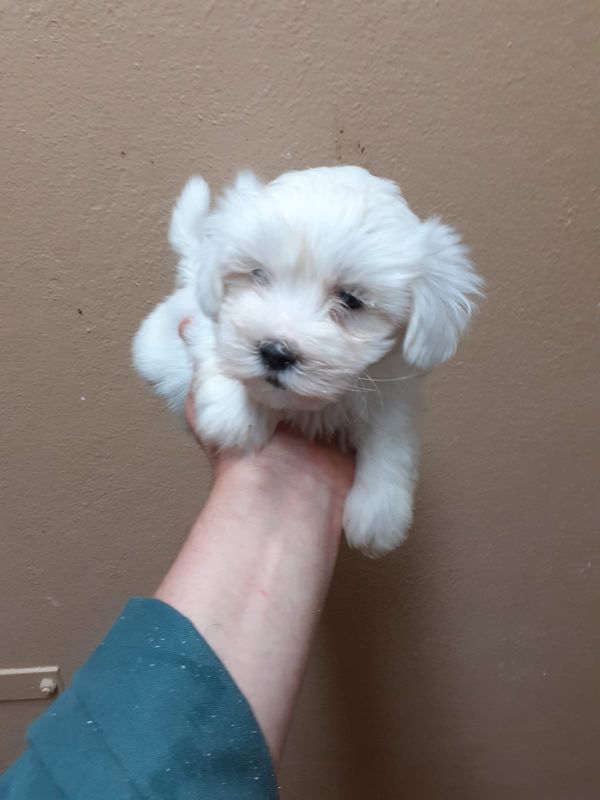 Maltese toy cuccioli 