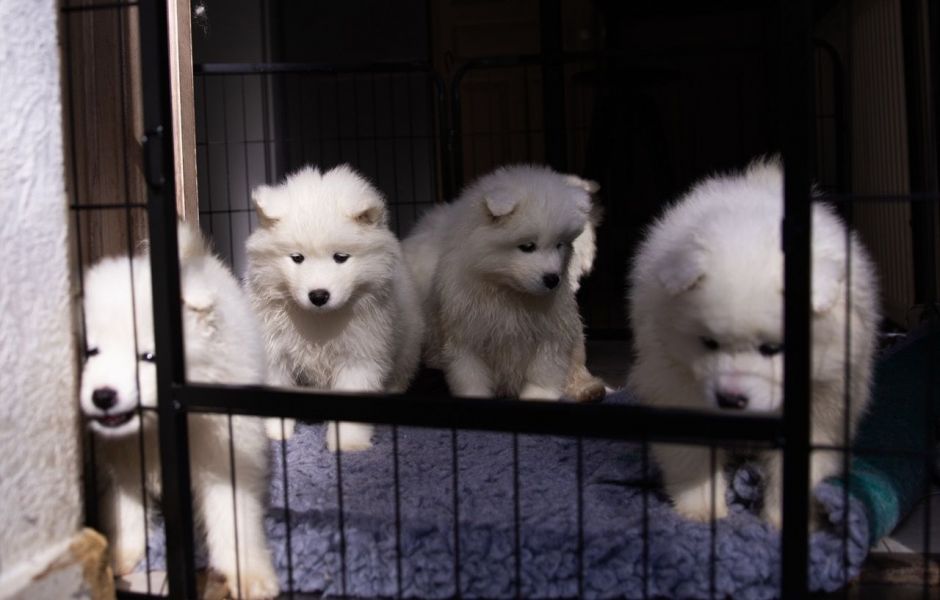 Regalo adorabili cuccioli samoiedo femminucce e maschietti disponibili