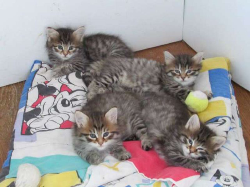 4 Gattino siberiano neva masquerade