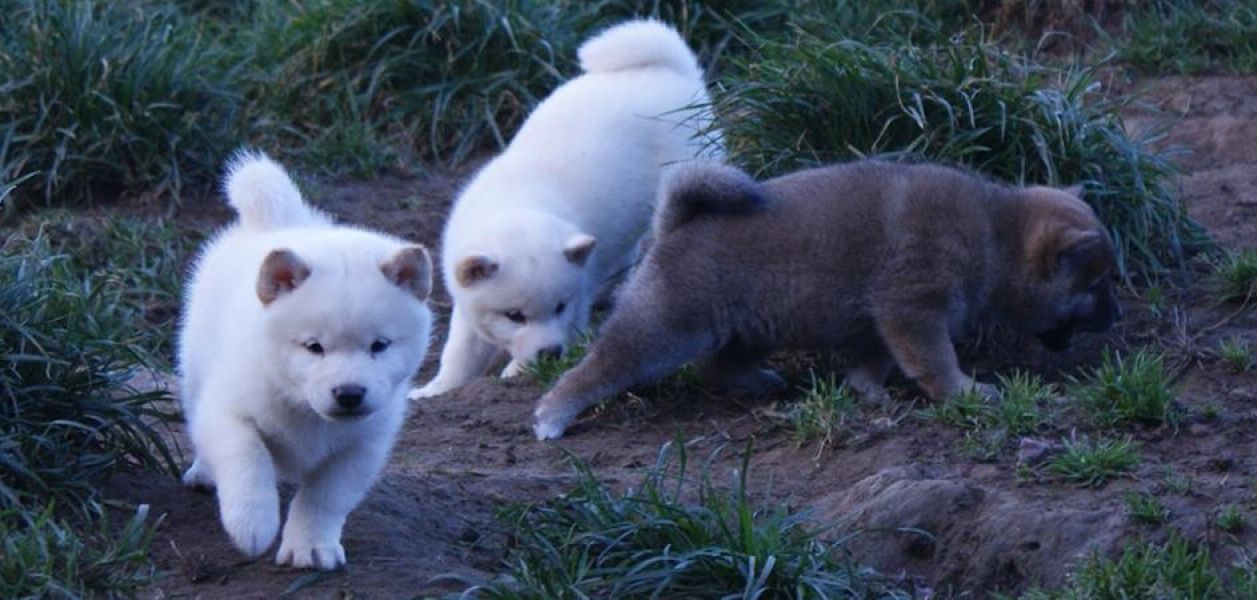  di shiba inu con pedigree ENCi