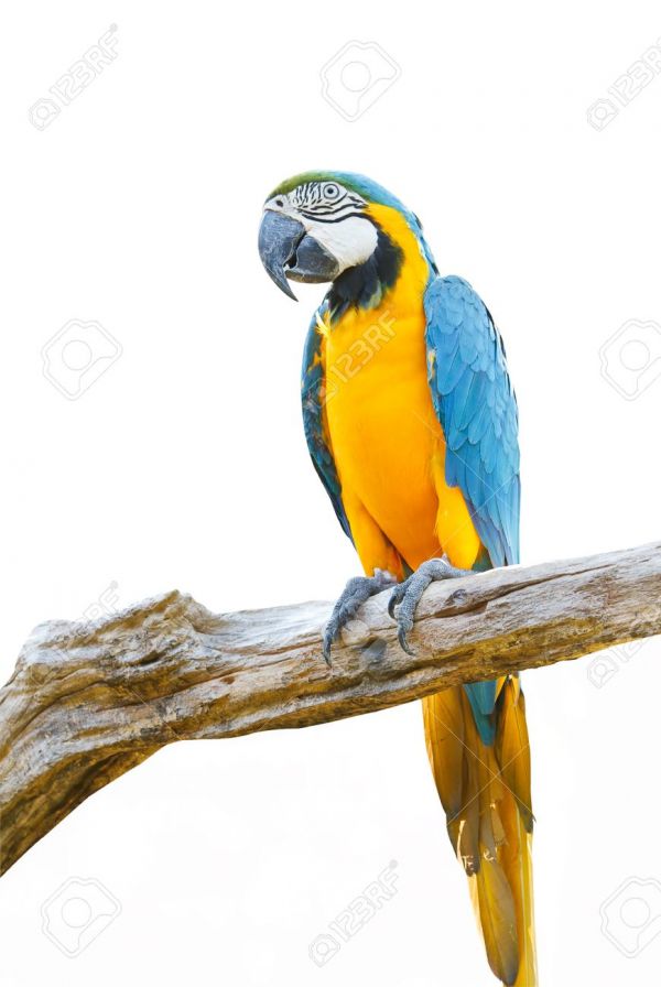 Affascinante che comunica Ara pappagalli