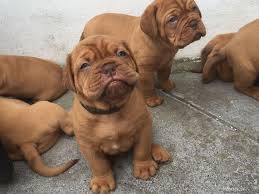  adorabili cuccioli di dogue de bordeaux femminucce e maschietti disponibili per l'adozione cuccioli