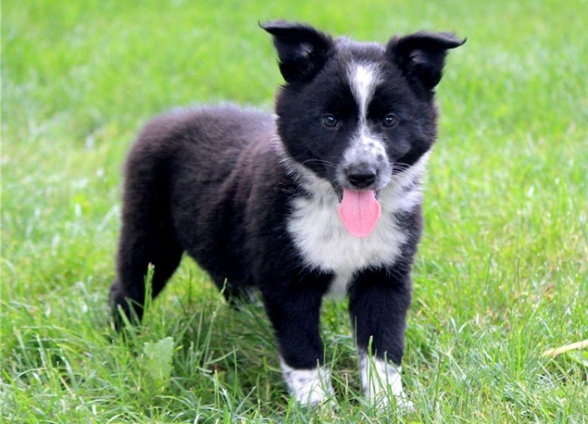 Regalo Cucciolo di Border collie in pronta consegna i cuccioli verranno Dato dopo 90 giorni dalla na