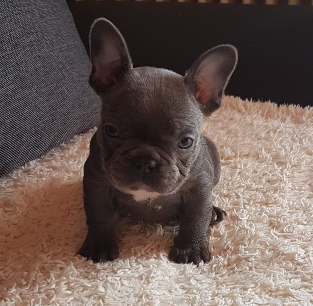 Adorabili cuccioli di Bulldog Francese femminucce e maschietti disponibili per l'adozione