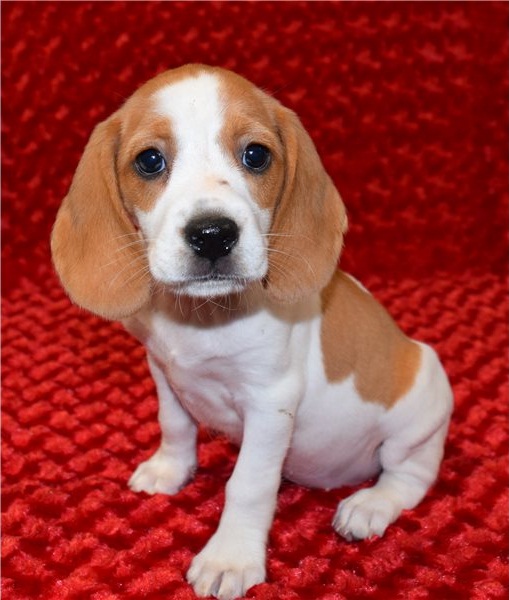 Regalo Cucciolo di Beagle in pronta consegna i cuccioli verranno Dato dopo 90 giorni dalla nascita, 