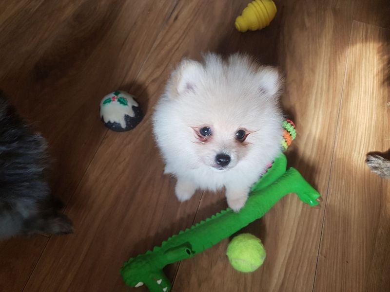 Regalo Volpini cuccioli di pomerania
