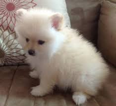  Regalo Volpini cuccioli di pomerania