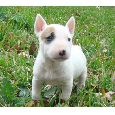 Adorabili cuccioli di bull terrier femminucce e maschietti disponibili per l'adozione
