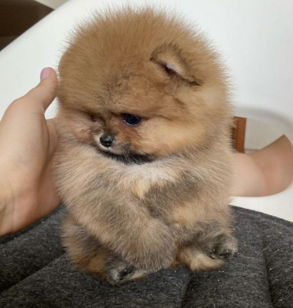 Cucciola di spitz nano Pomerania