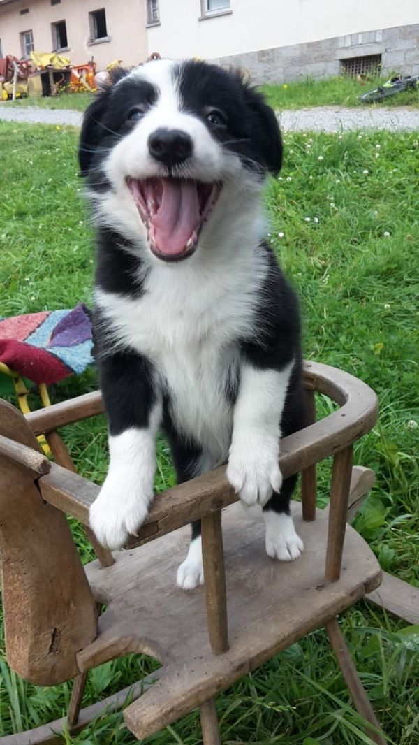  regalo cuccioli di border collie cuccioli disponibili per l'adozione
