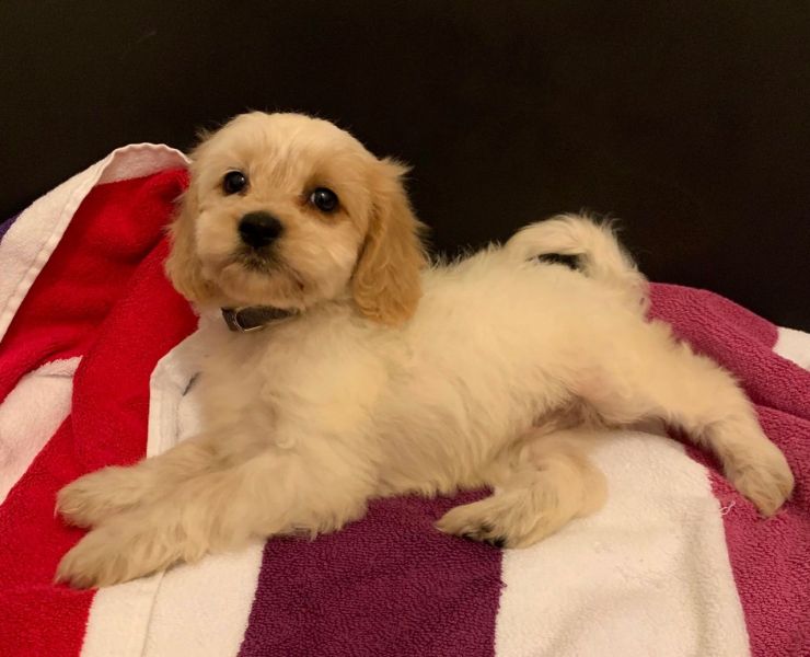 Cuccioli di Cavapoo in vendita