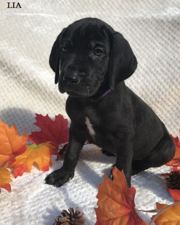  Regalo adorabili cuccioli Alano