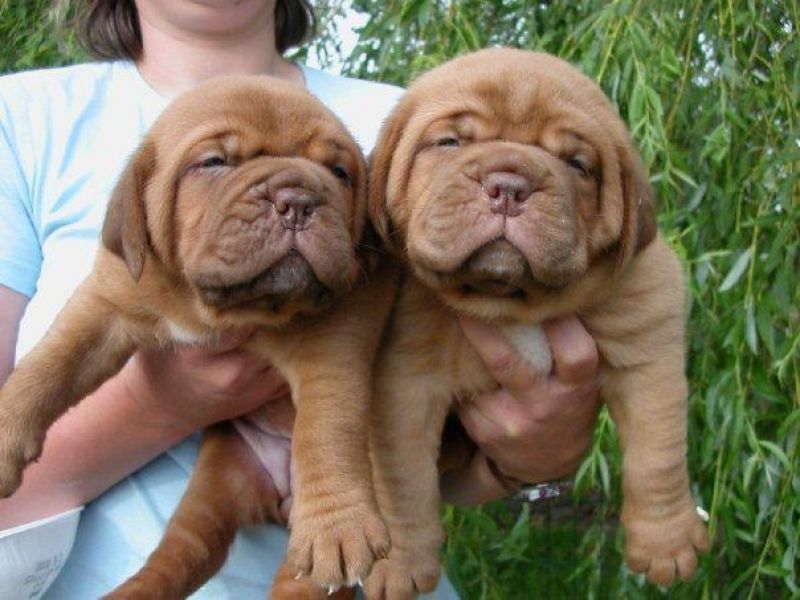 REGALO Bellissimi maschi e femmine dogue de bordeaux cuccioli