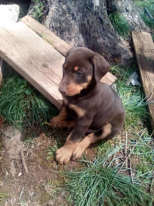 Regalo cuccioli di doberman Pinscher disponibili. 