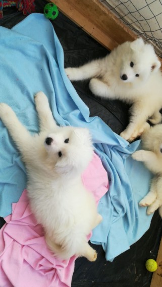 Regalo Samoiedo cuccioli tutti miei nati in casa da genitori sempre di mia propriet� e tranquillamen