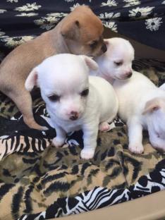 @@REGALO CHIHUAHUA DISPONIBILI SIA MASCHIETTI CHE FEMMINUCCE@@  Regalo chihuahua mini toy tutti miei