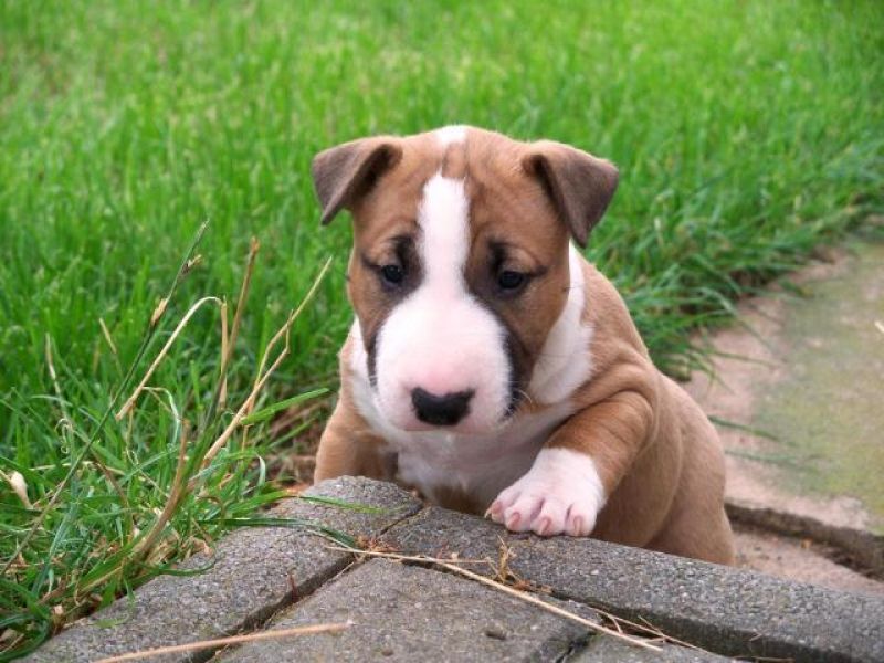 Regalo cuccioli di bull terrier