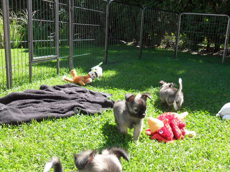  regalo cuccioli di chihuahua disponibili per l'adozione