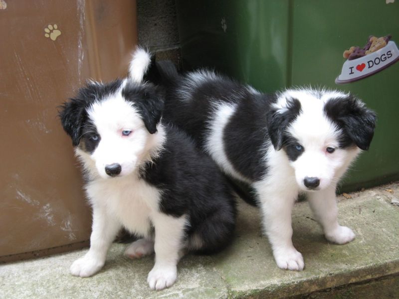 Cucciolata di Border Collie