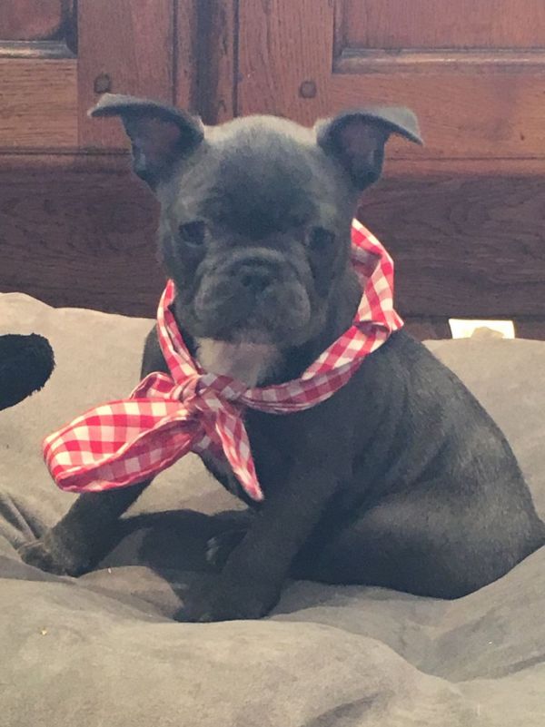 REGALO Bulldog francese blu bianco femmina e maschio