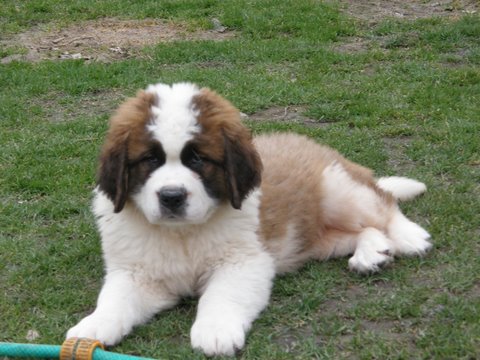 REGALO San Bernardo Cuccioli 