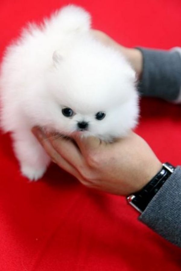 Adorabili cuccioli di pomerania volpino femminucce e maschietti disponibili