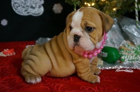 Regalo Cuccioli bulldog inglese