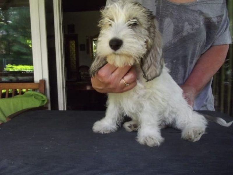  cuccioli di Basset Hound  per adozione ( maschio e femmina )