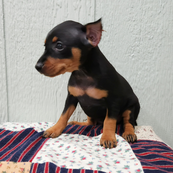 Regalo  cuccioli PINSCHER