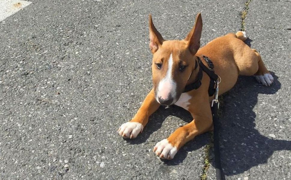 Regalo Cucciolo di Bull terrier in pronta consegna