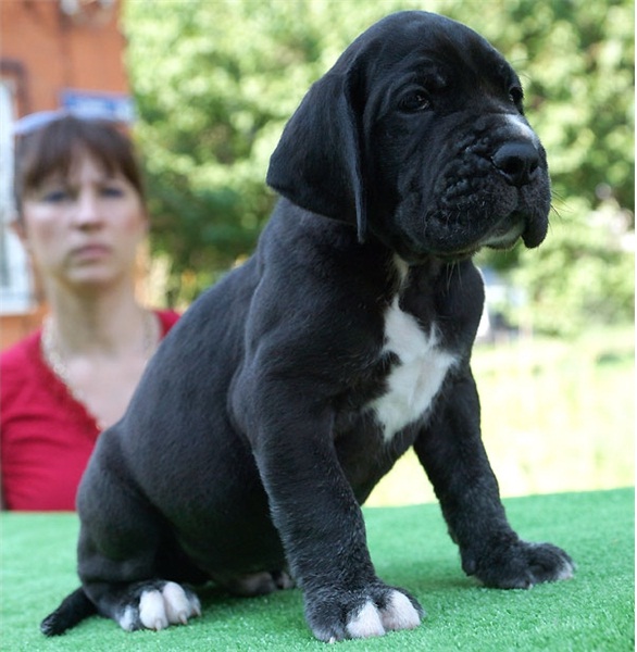 Regalo adorabili cuccioli  Alano  femminucce e maschietti disponibili