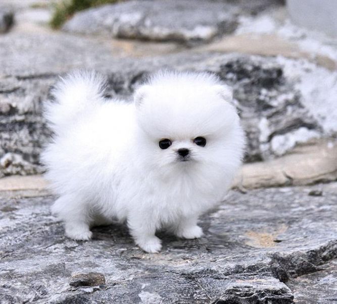  Volpino di pomerania