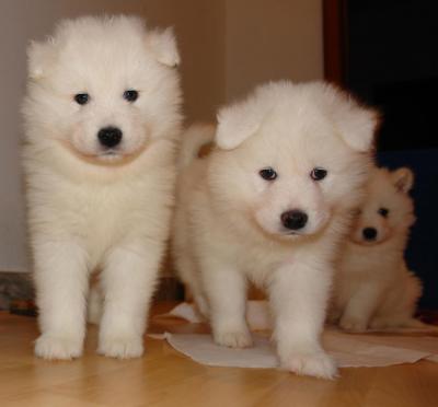 Regalo cuccioli di samoiedo