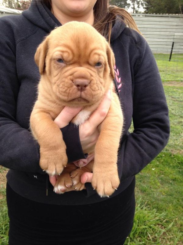 REGALO Bellissimi maschi e femmine dogue de bordeaux cuccioli
