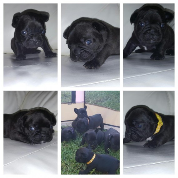 REGALO Cuccioli di Bulldog Francese