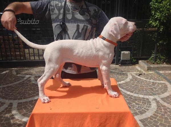 Dogo argentino - cuccioli