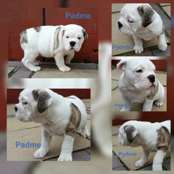Regalo Bulldog inglese cuccioli disponibili