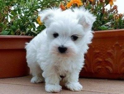 Adorabili cuccioli maltesi eccezionali