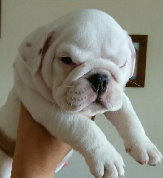 Regalo Bulldog inglese cuccioli disponibili