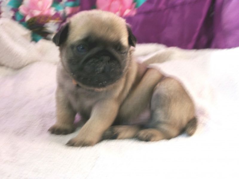 Bellissimi cuccioli carlino