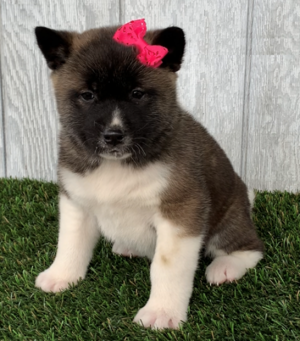 Regalo Cucciolo di Akita inu in pronta consegna