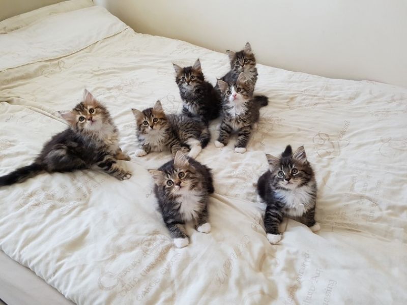Bellissimi cuccioli siberiano Neva Masquerade in regalo