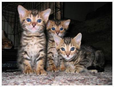Gattini di bengala  per adozione ( maschio e femmina )