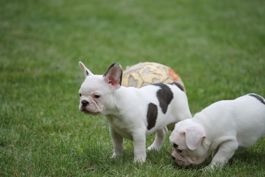 Molto bella e sani cuccioli di bulldog francese per adozione  