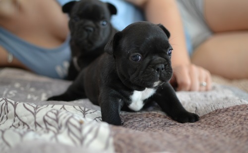 Cuccioli di razza bulldog francese per adozione 