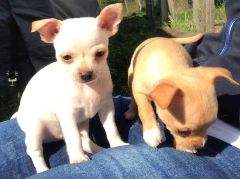 Chihuahua mini toy tutti miei nati in casa