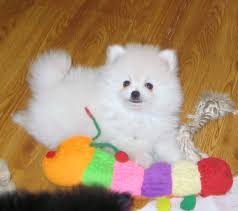  { Regalo Volpino di pomerania (spitz tedesco nano