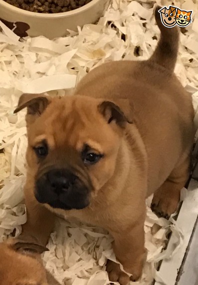Adorabili cuccioli di chow chow femminucce e maschietti disponibili